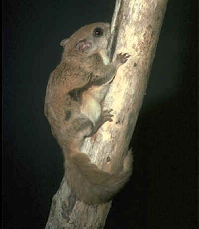 Flying Squirrel