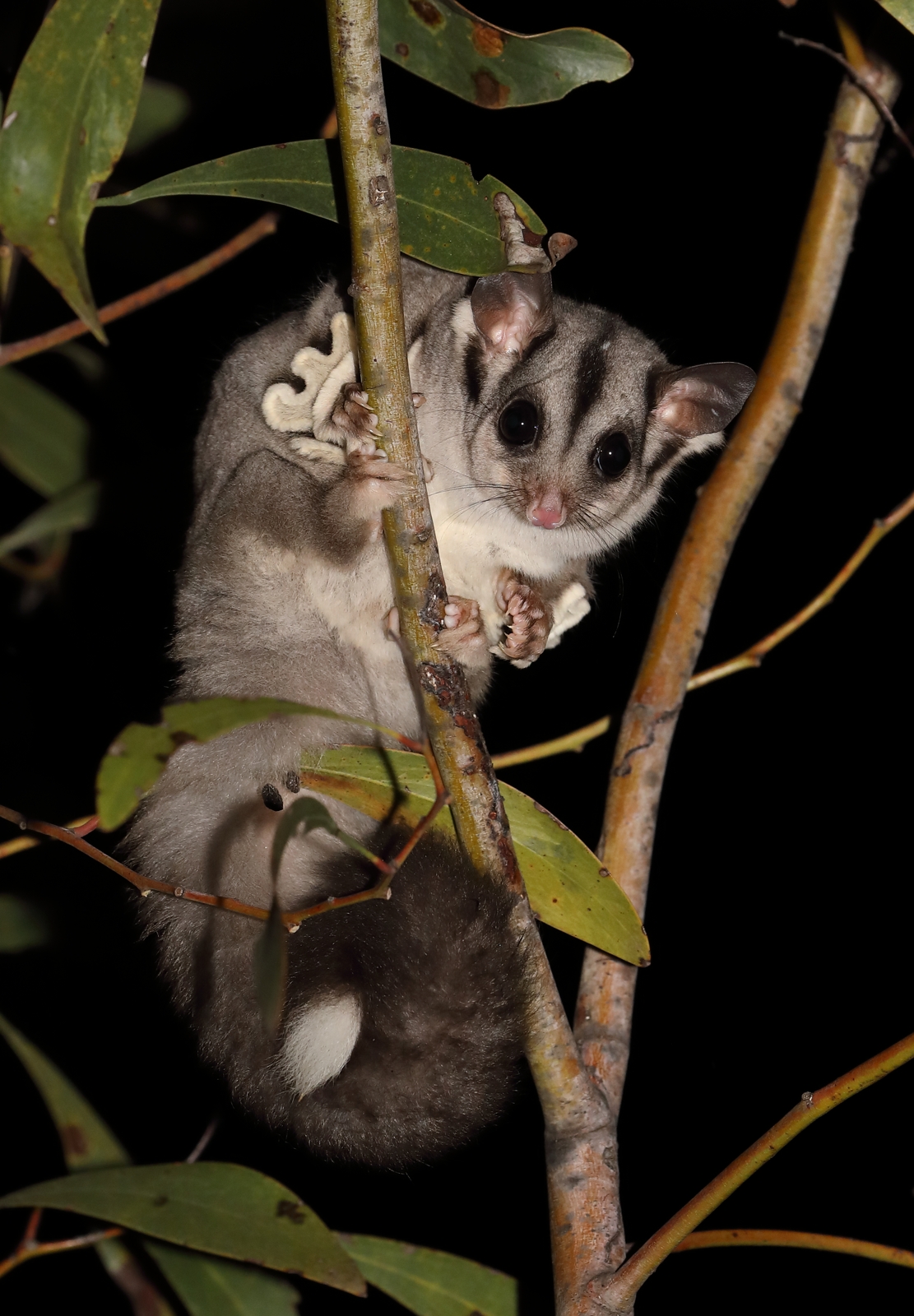 Sugar Glider