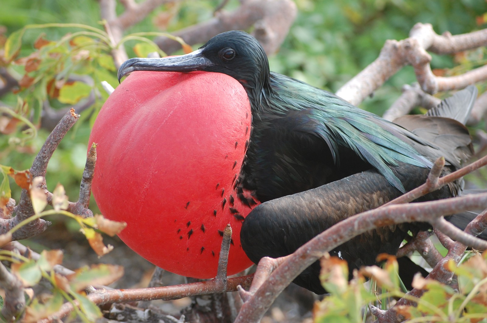 Frigate bird