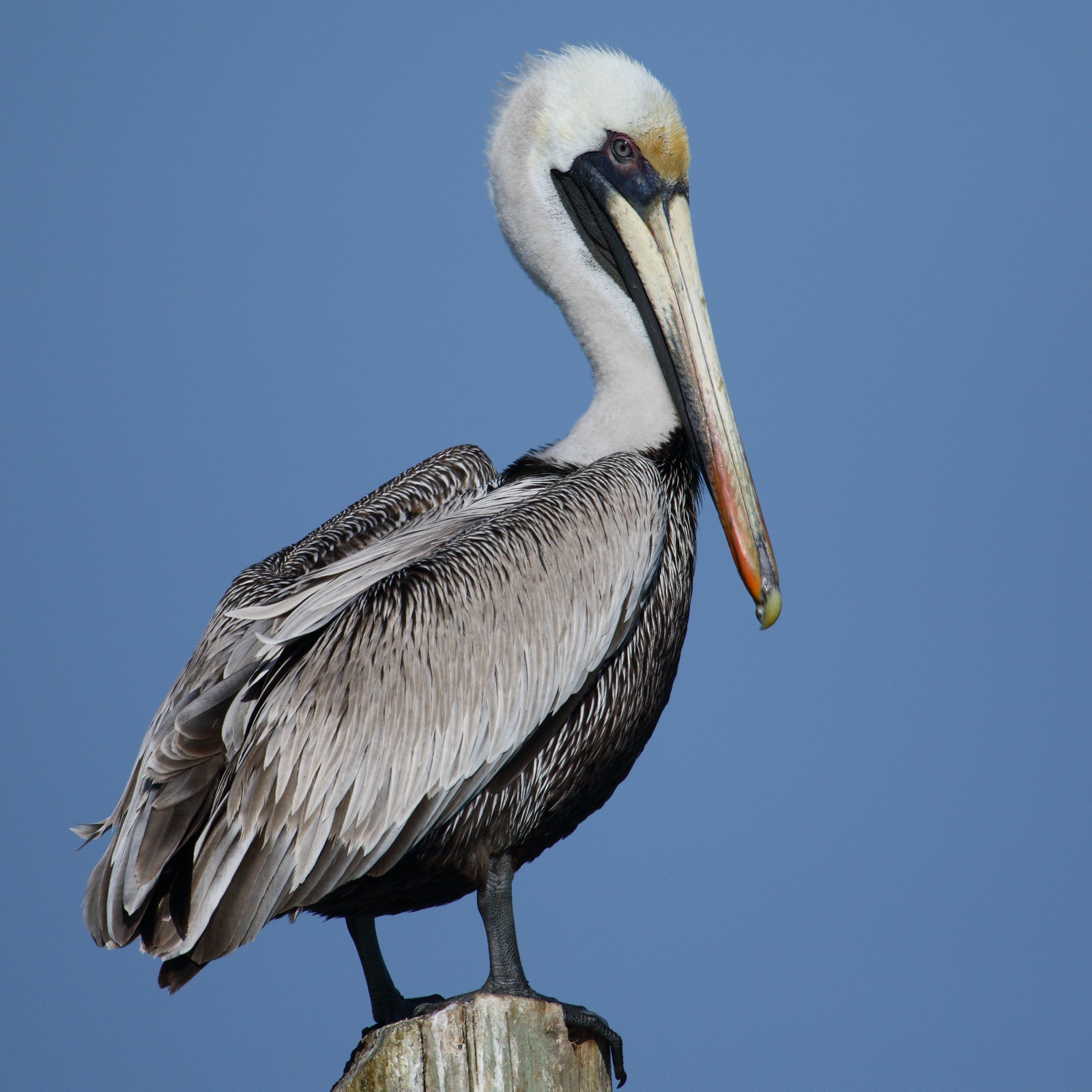 Pelican