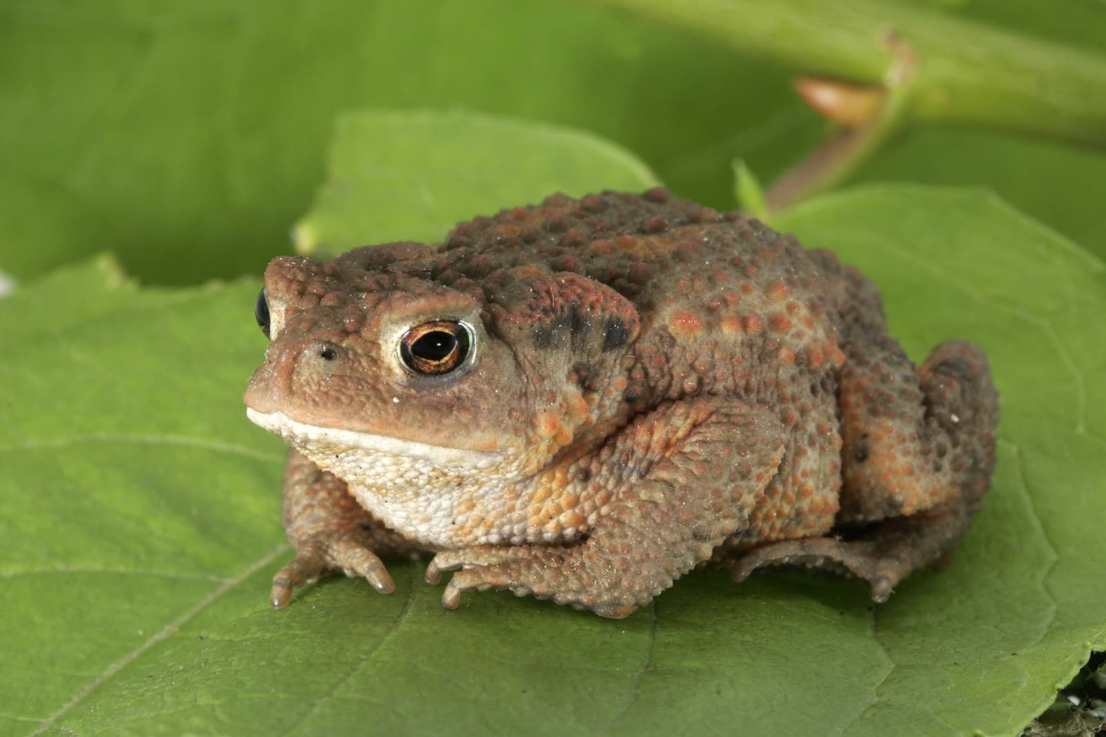 Toad