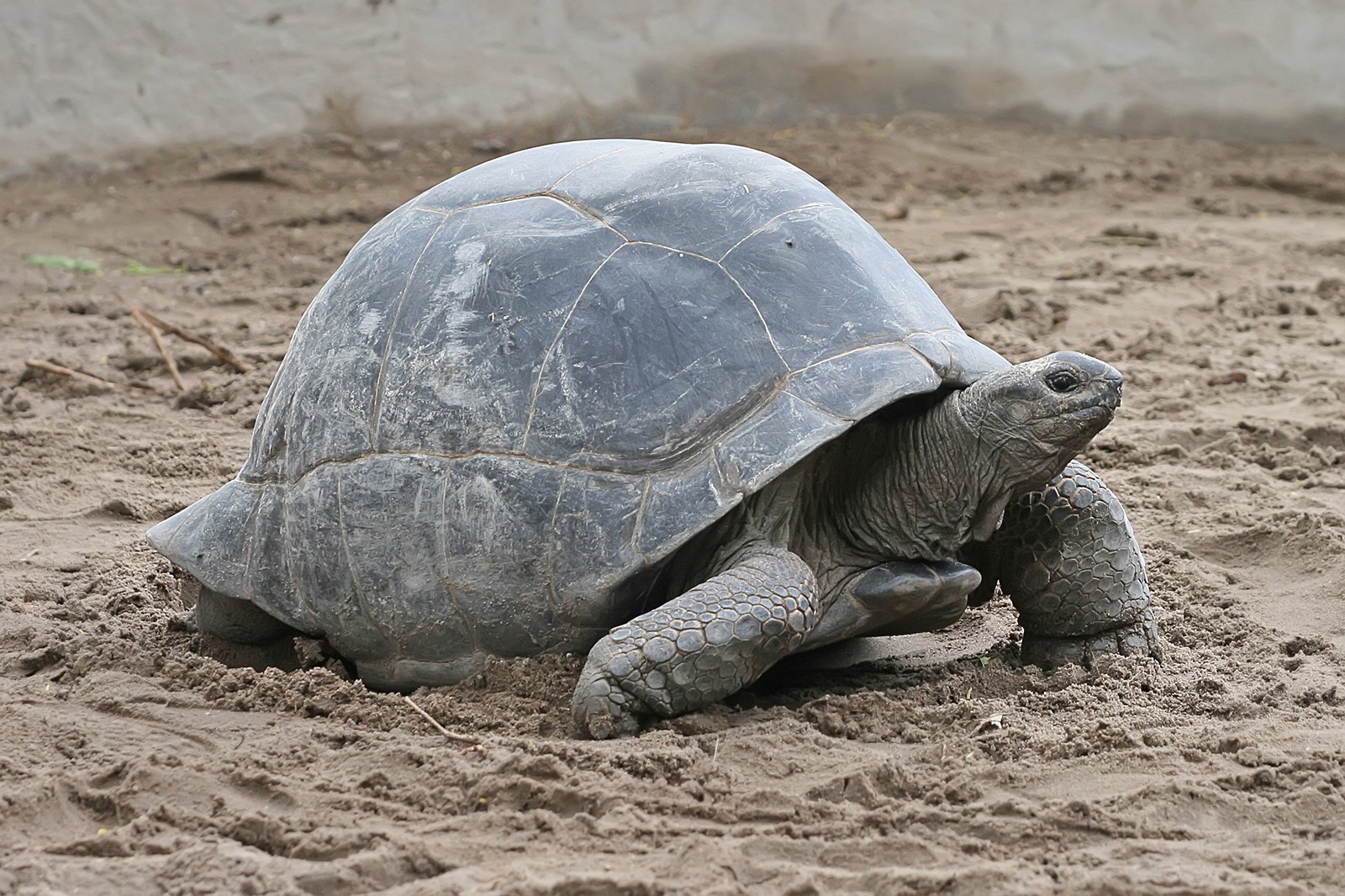 Aldabra Tortoise