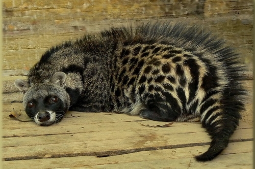 Civet