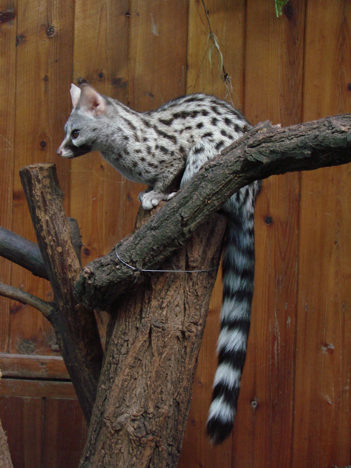 Genet