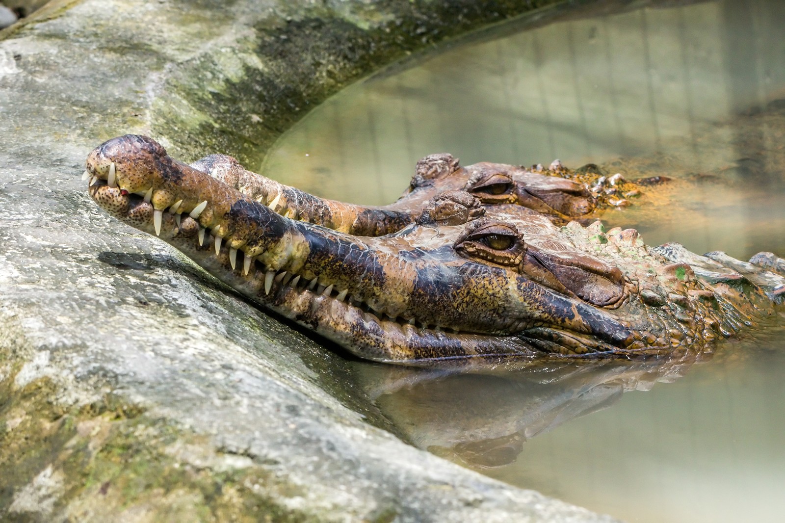 False Gharial