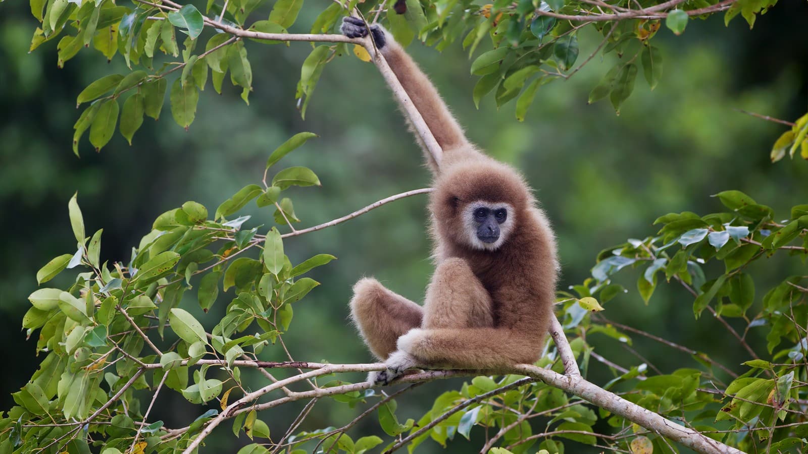 Gibbon