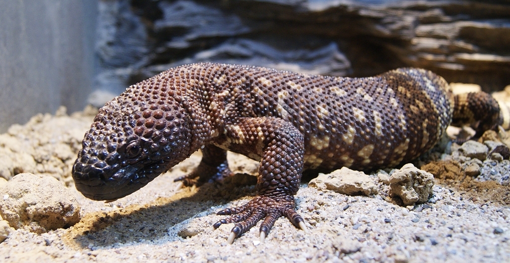 Beaded Lizard