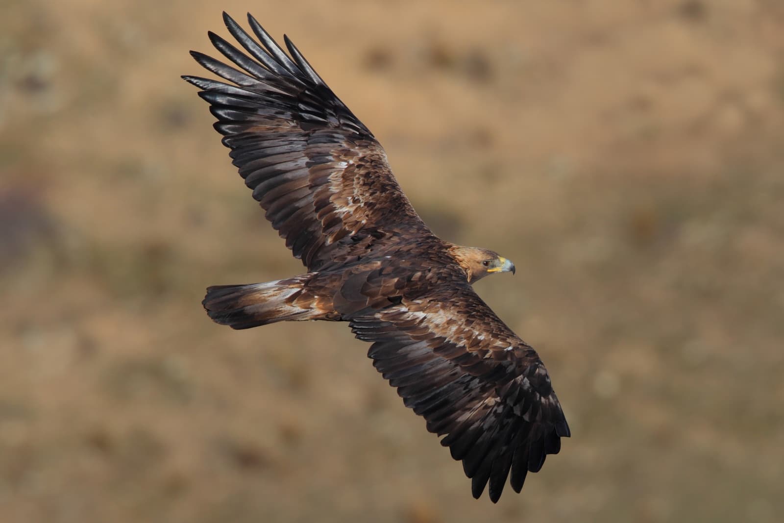 Golden Eagle