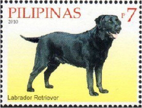 Labrador