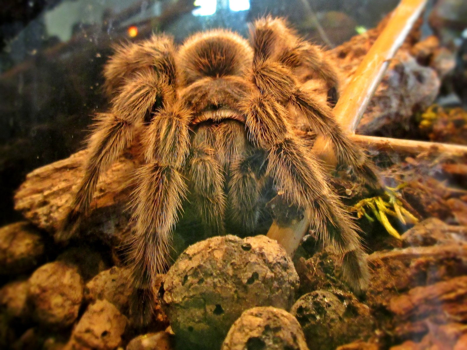 Chilean Rose Tarantula