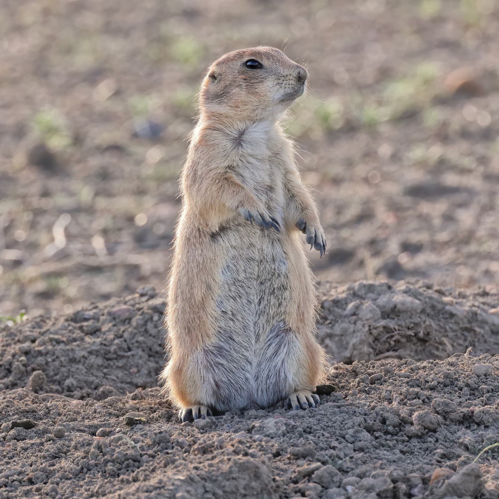 Prairie Dog