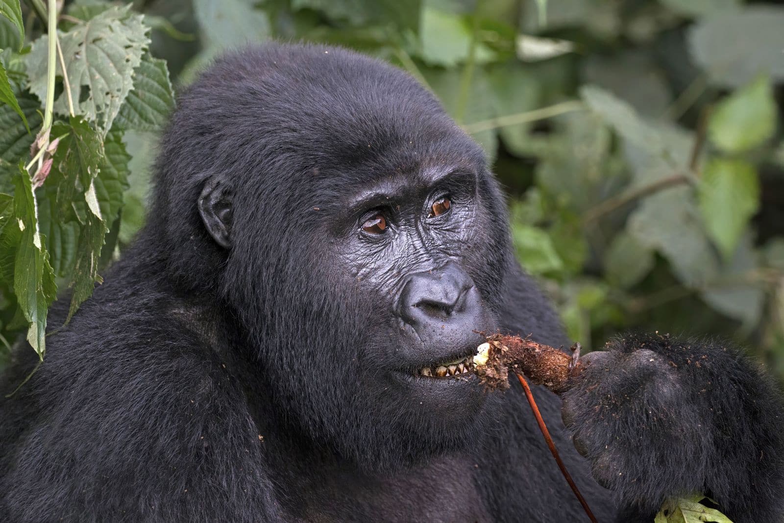 Gorilla