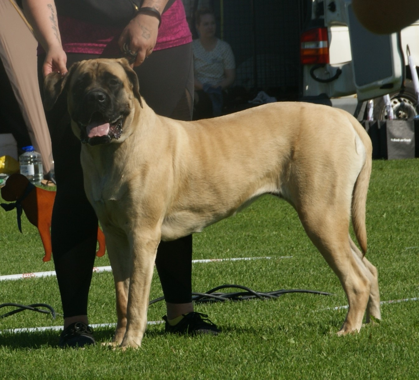 English Mastiff