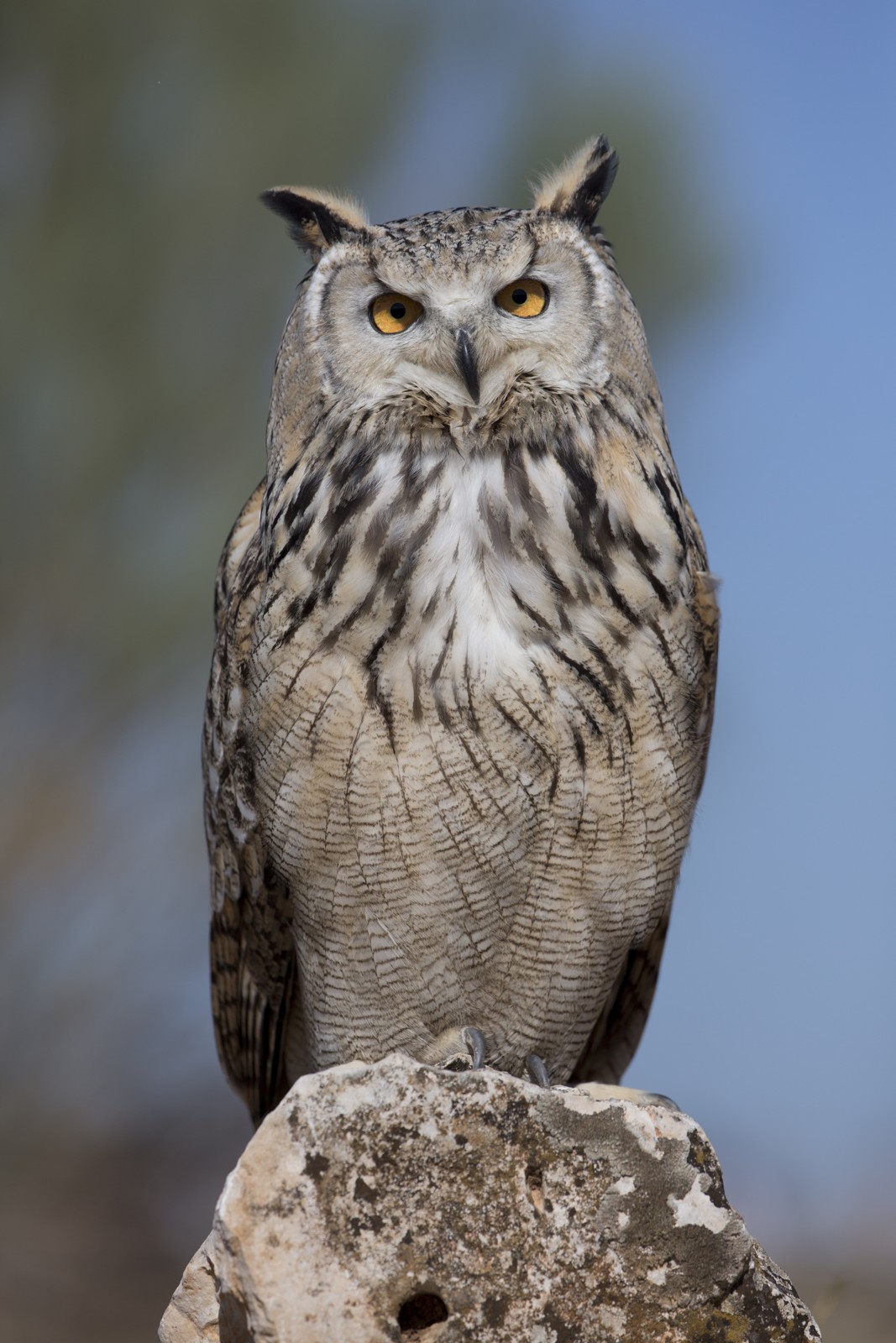 Eurasian Eagle Owl