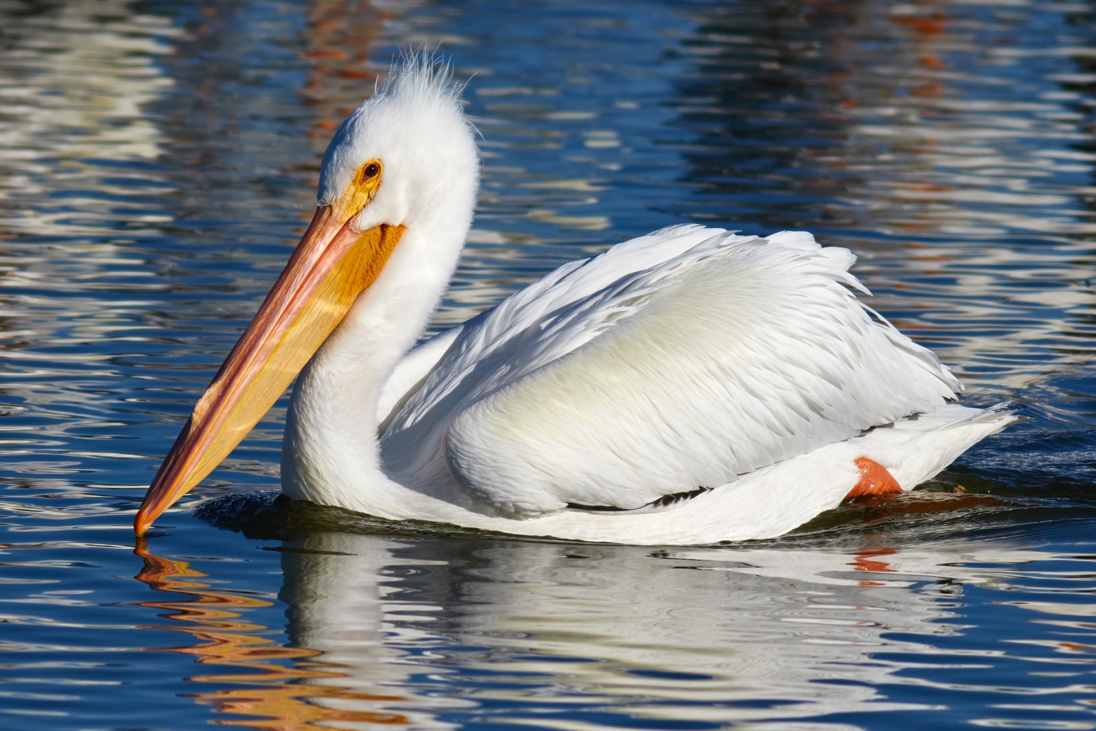 American White Pelican