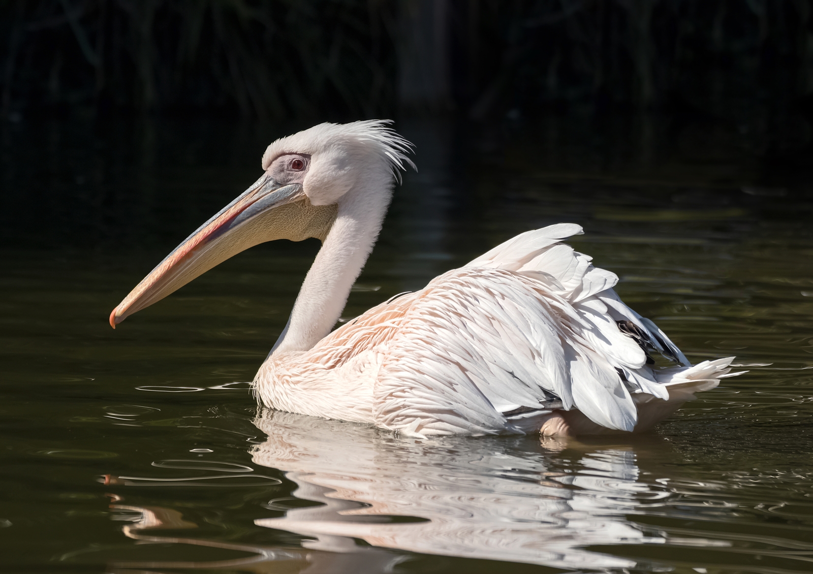 Great White Pelican