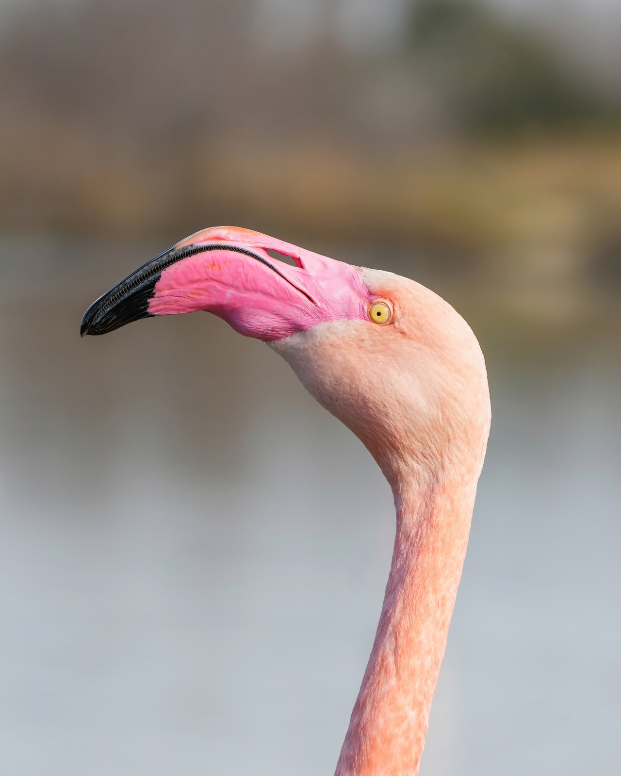 Greater Flamingo