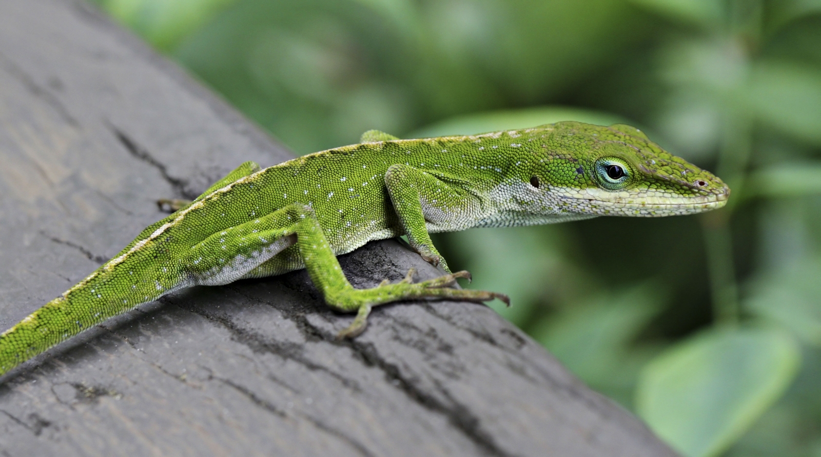 Green Anole