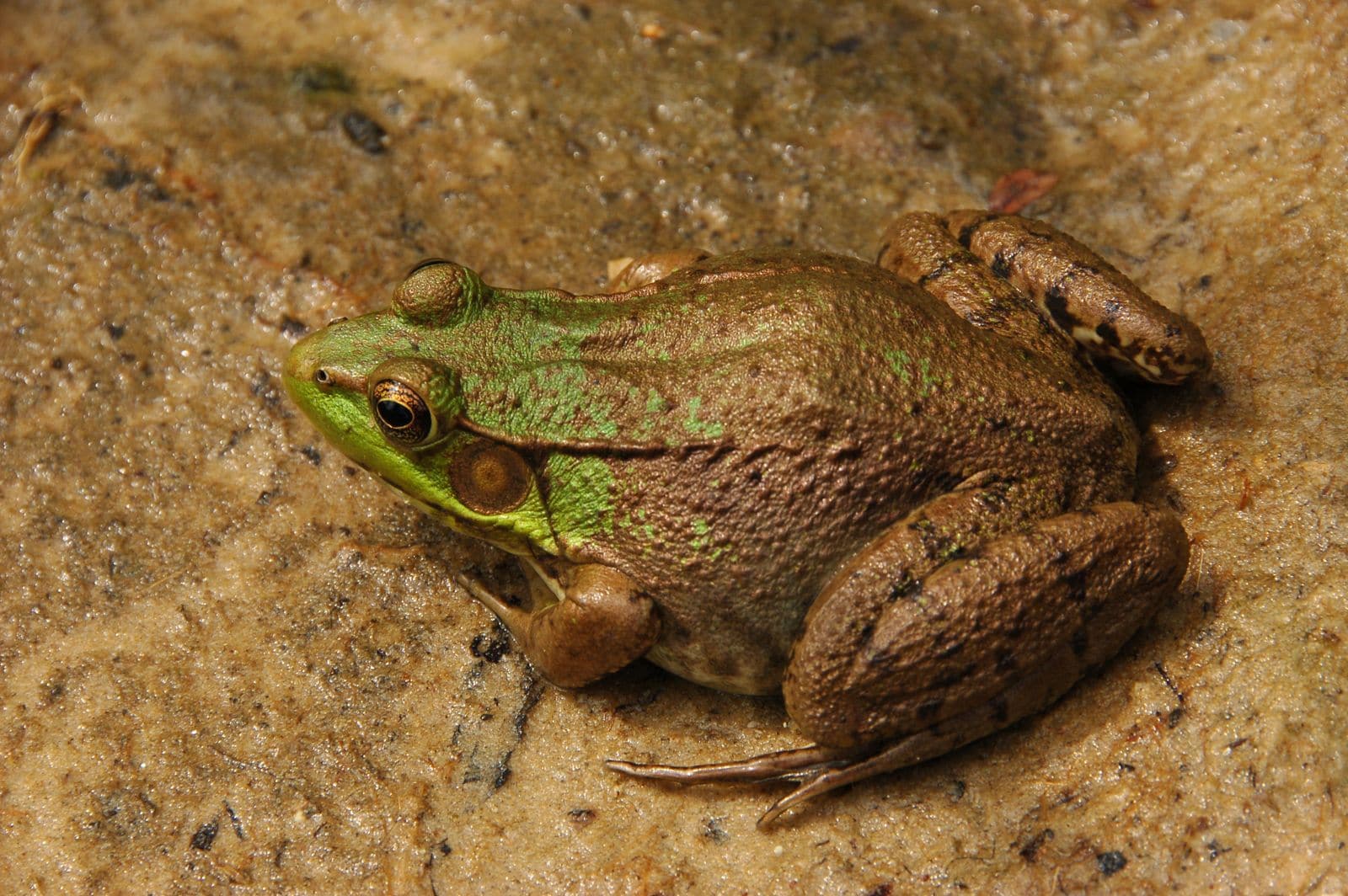 Green Frog