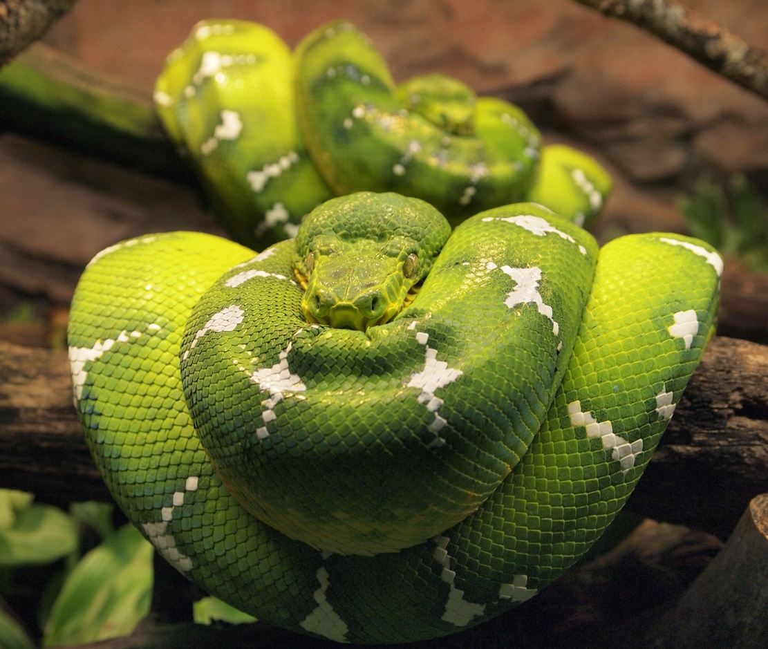 Emerald Tree Boa