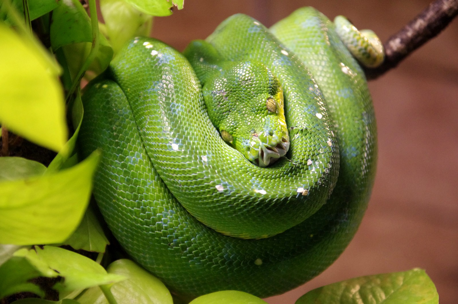 Green Tree Python