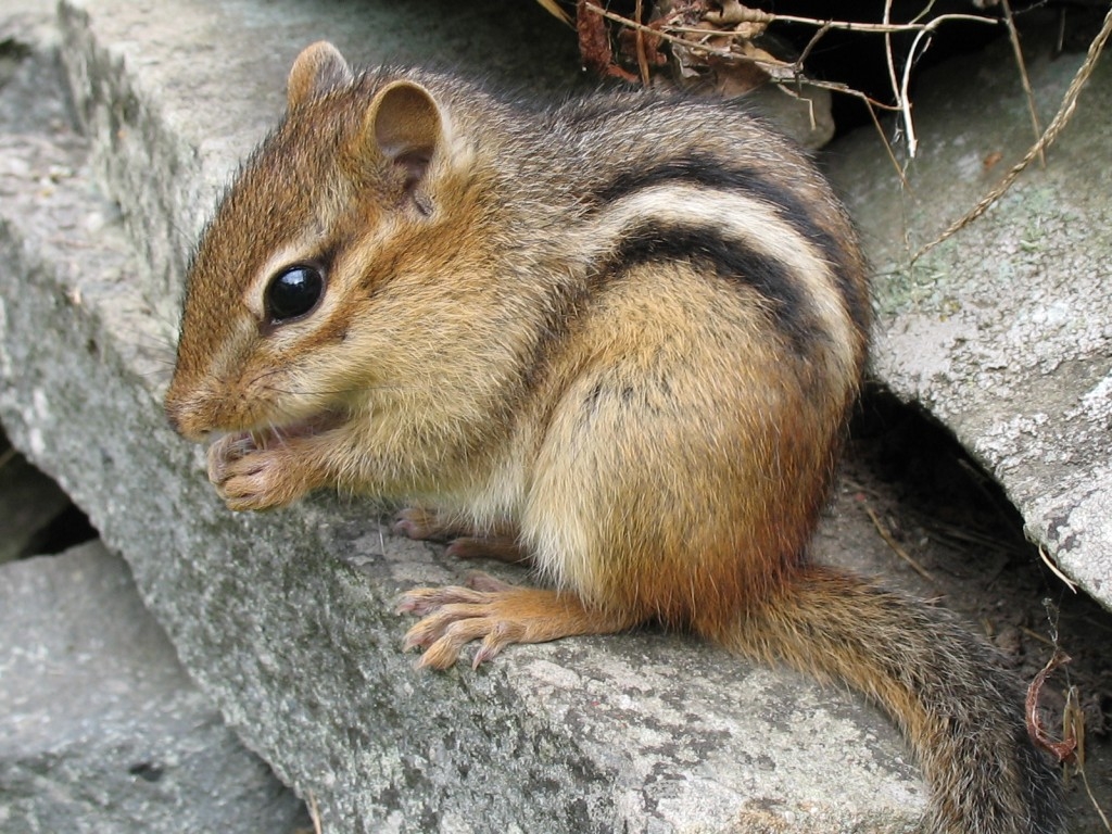 Chipmunk