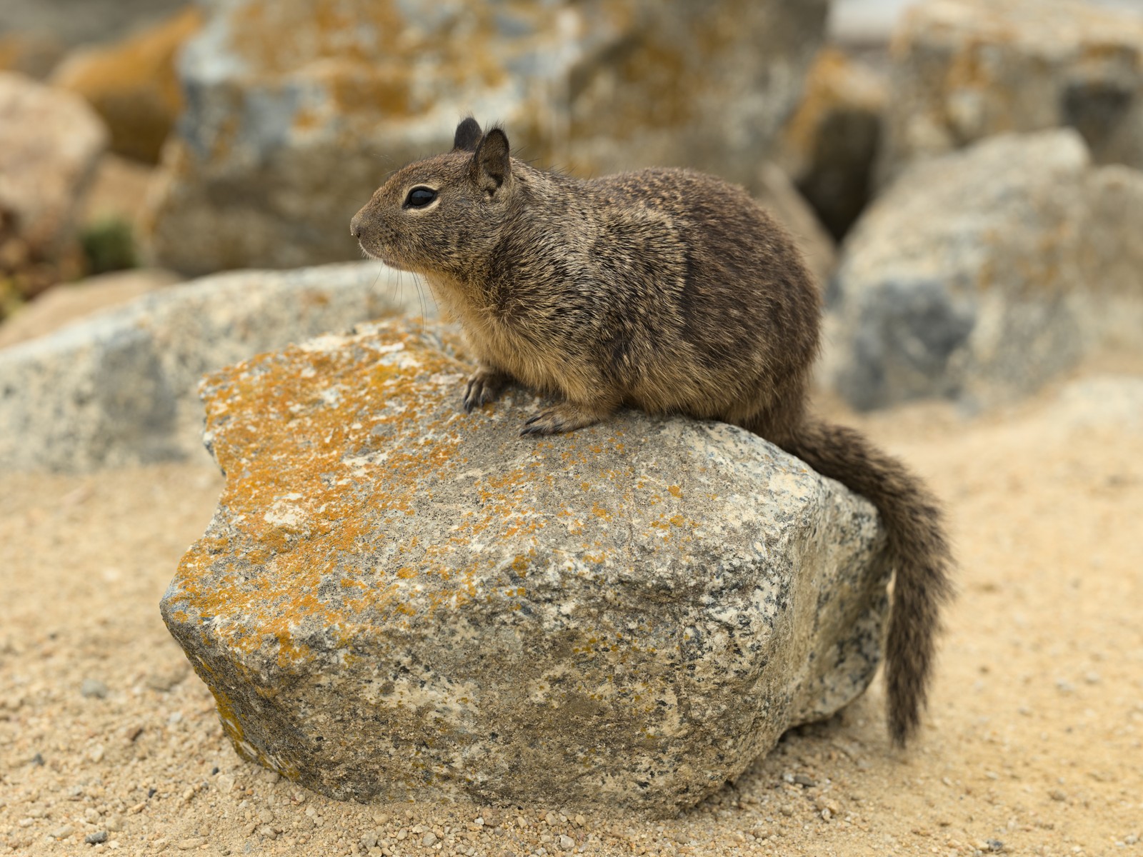 Ground Squirrel