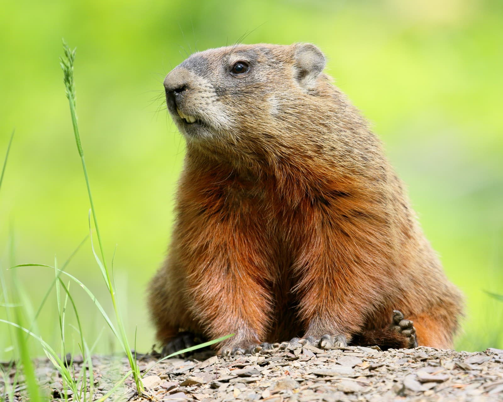 Groundhog