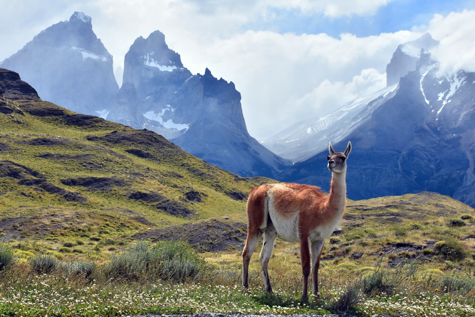 Guanaco