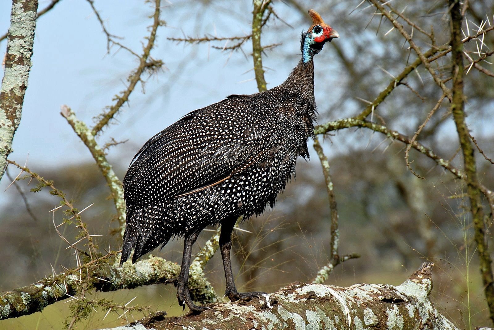 Guinea Fowl