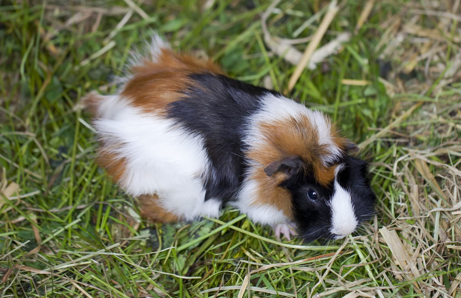 Guinea Pig