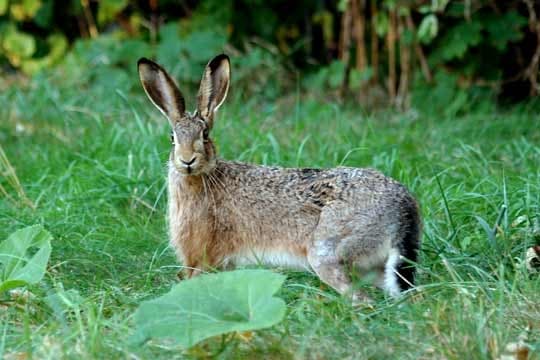 Hare