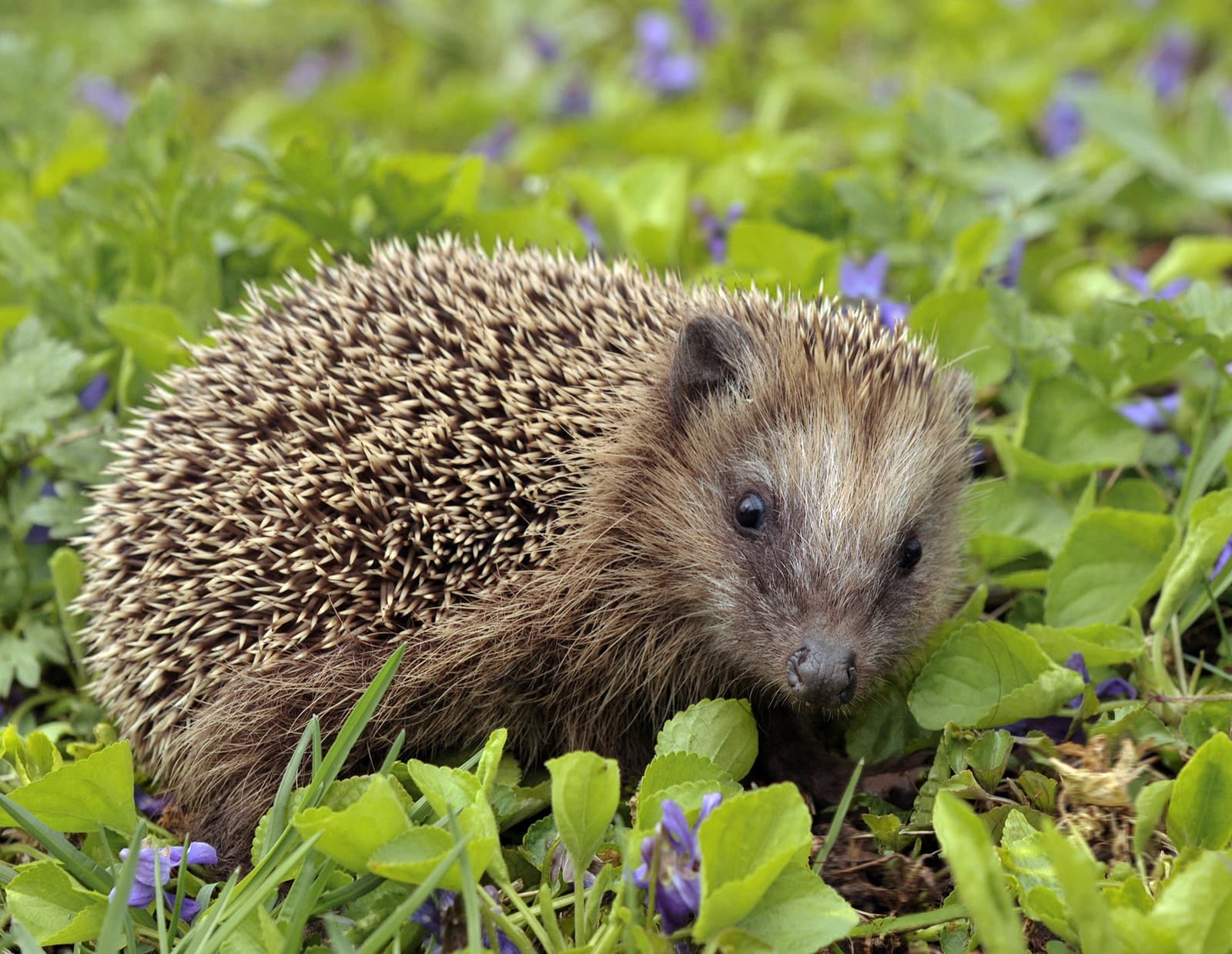 Hedgehog