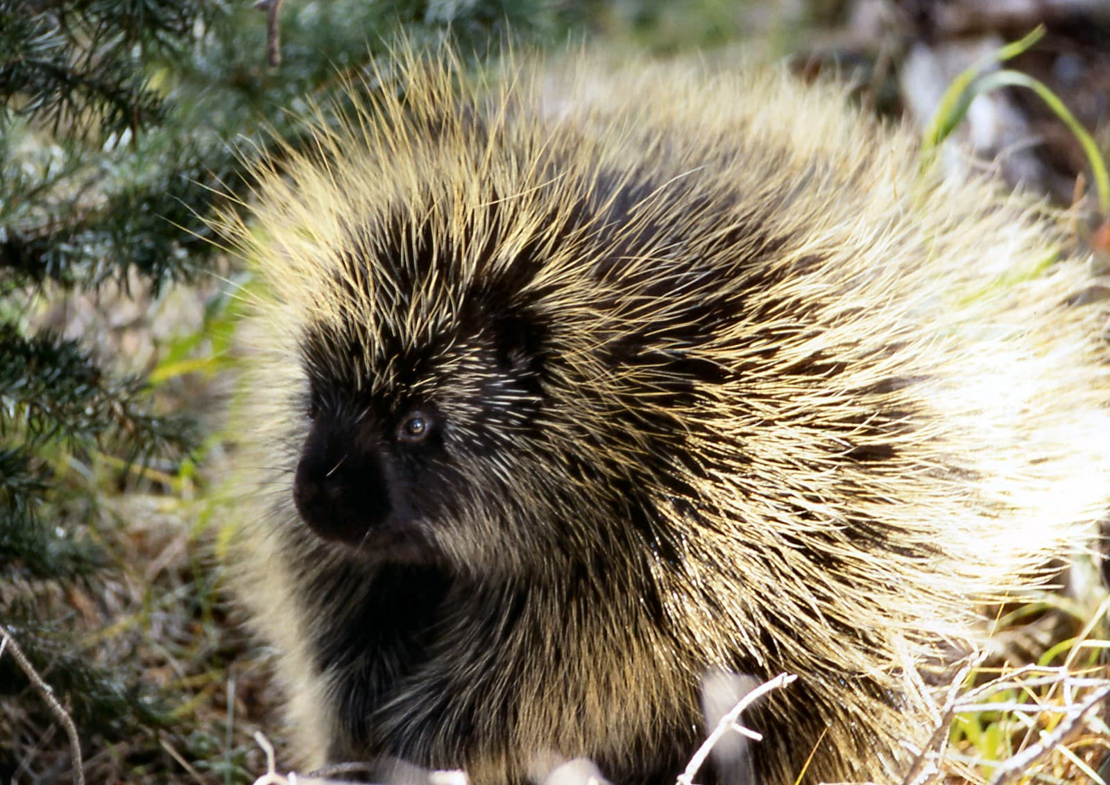 Porcupine