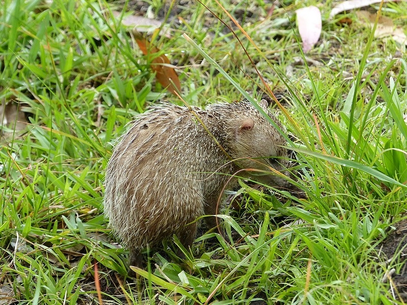 Tenrec