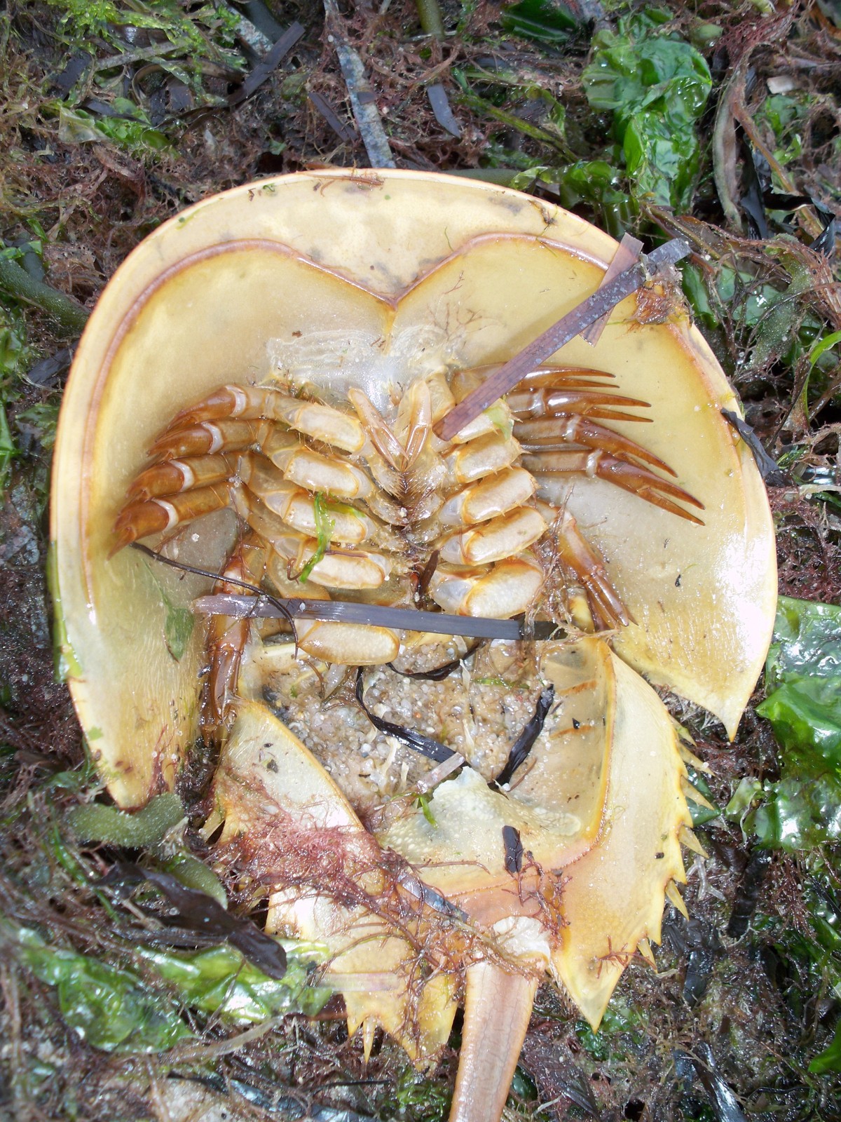 Horseshoe Crab