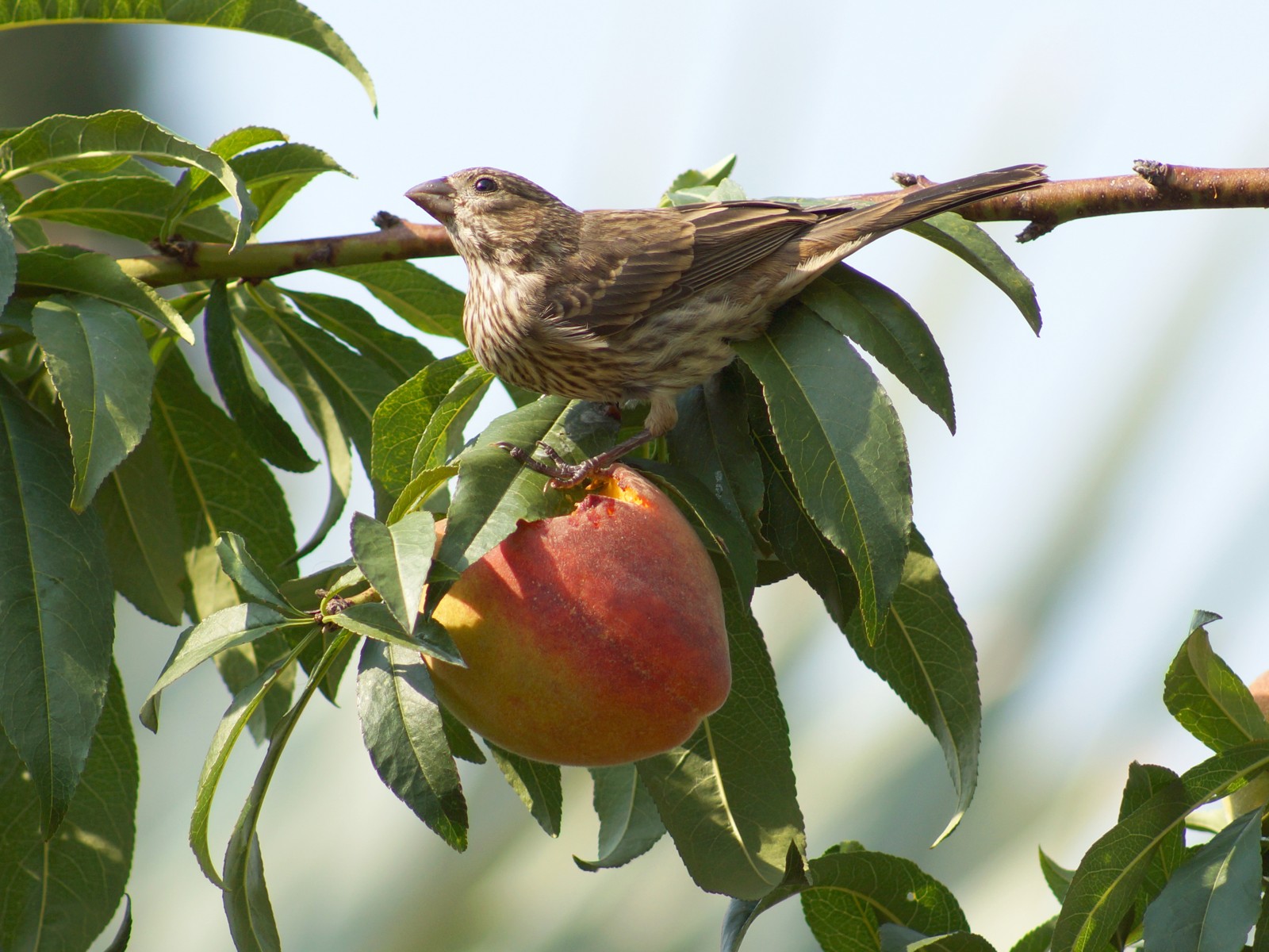 House Finch