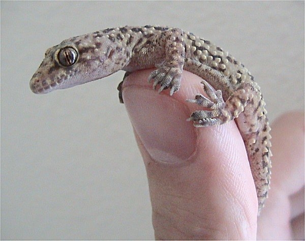 Mediterranean Gecko