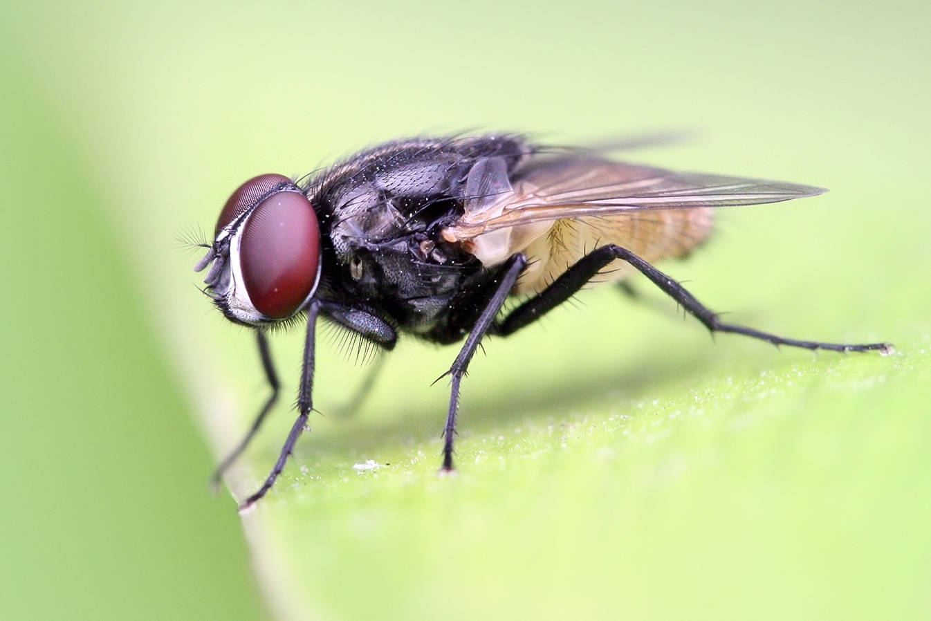 Housefly