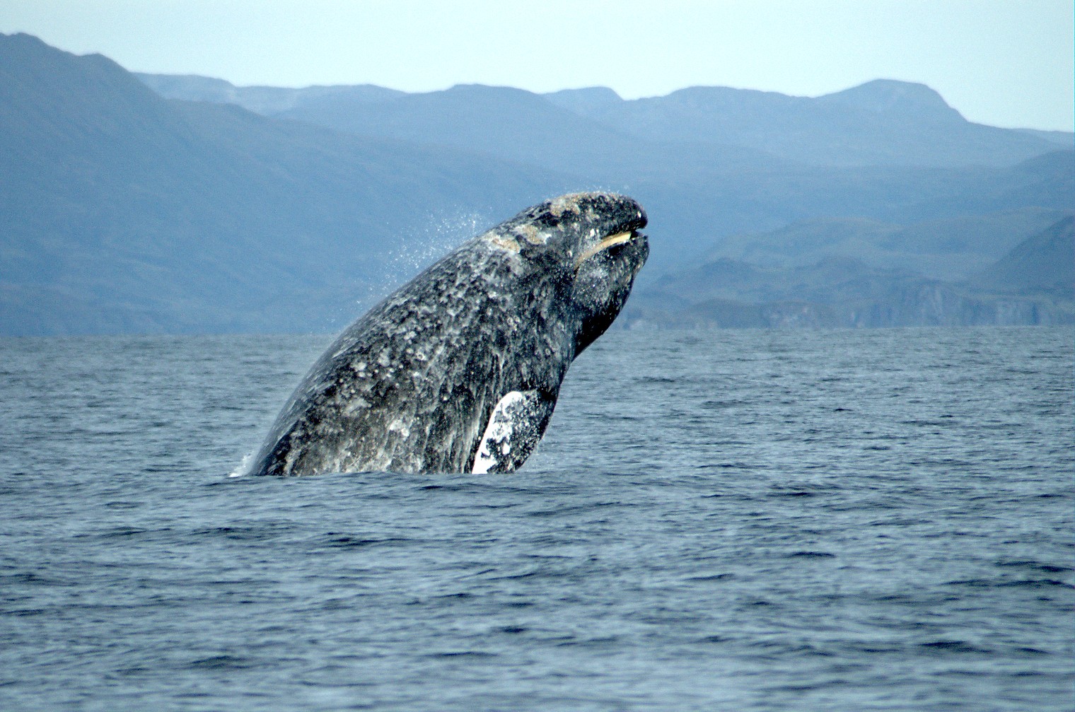 Gray Whale