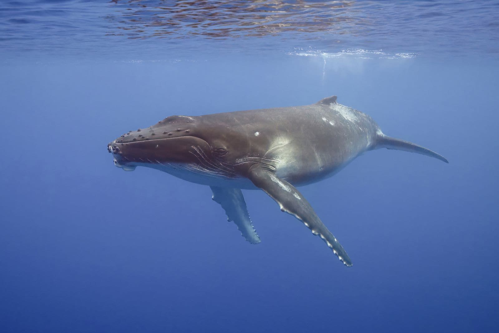 Humpback Whale