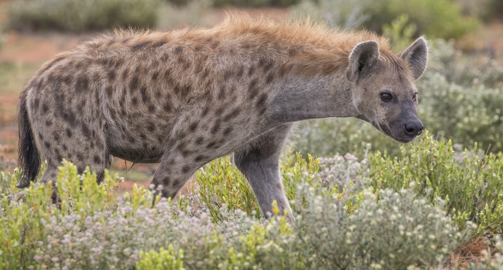 Hyena