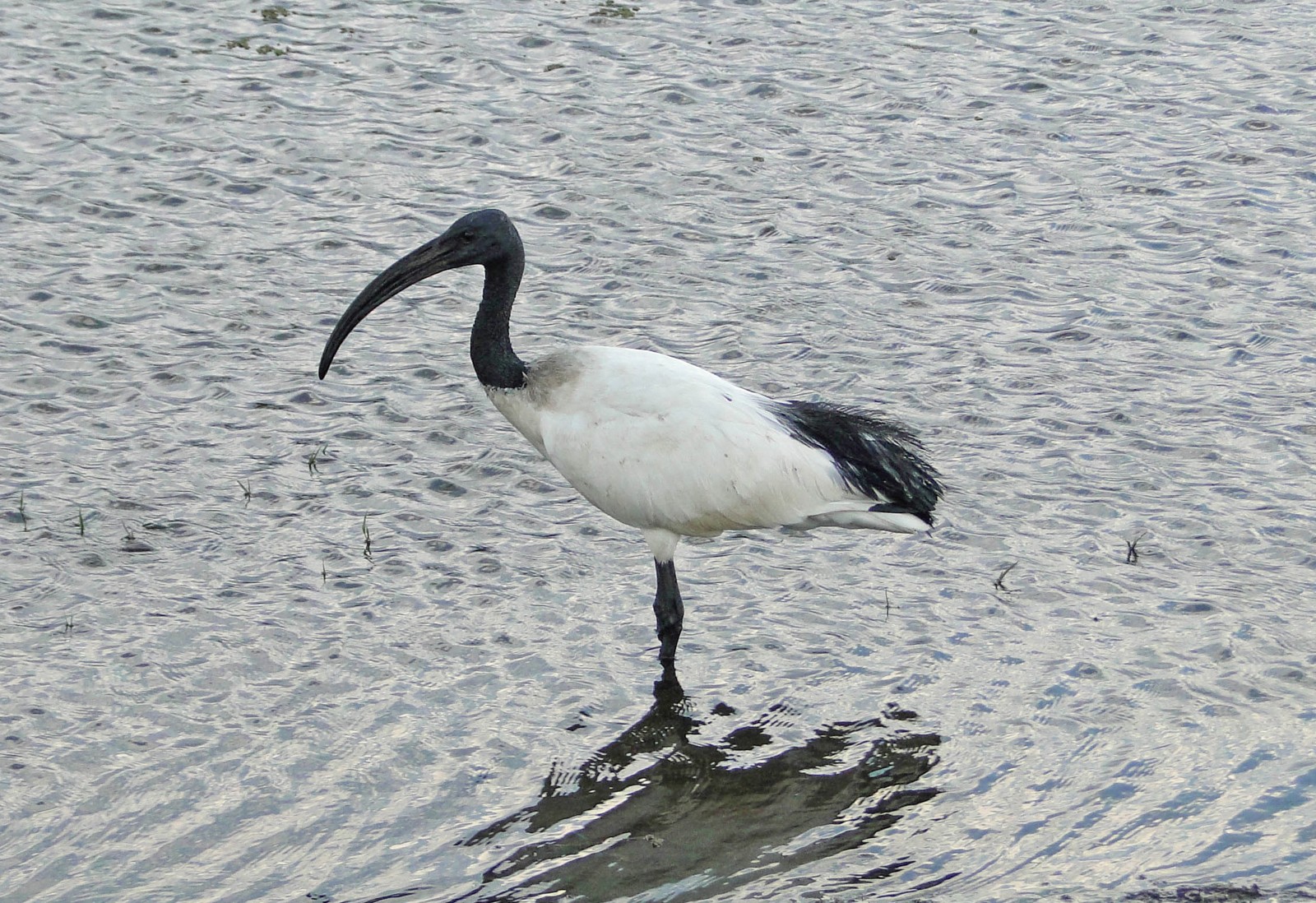 Ibis