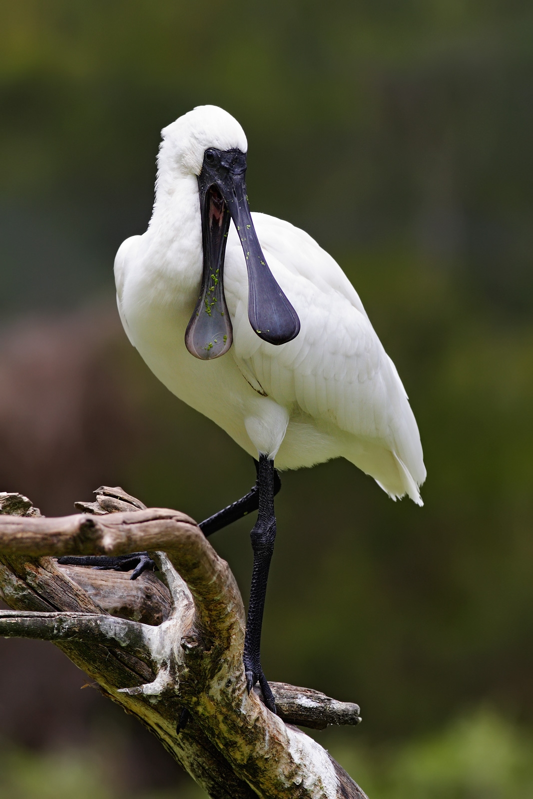 Spoonbill