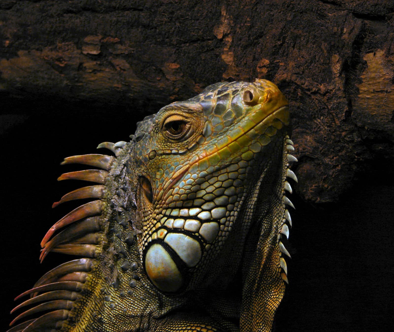 Iguana