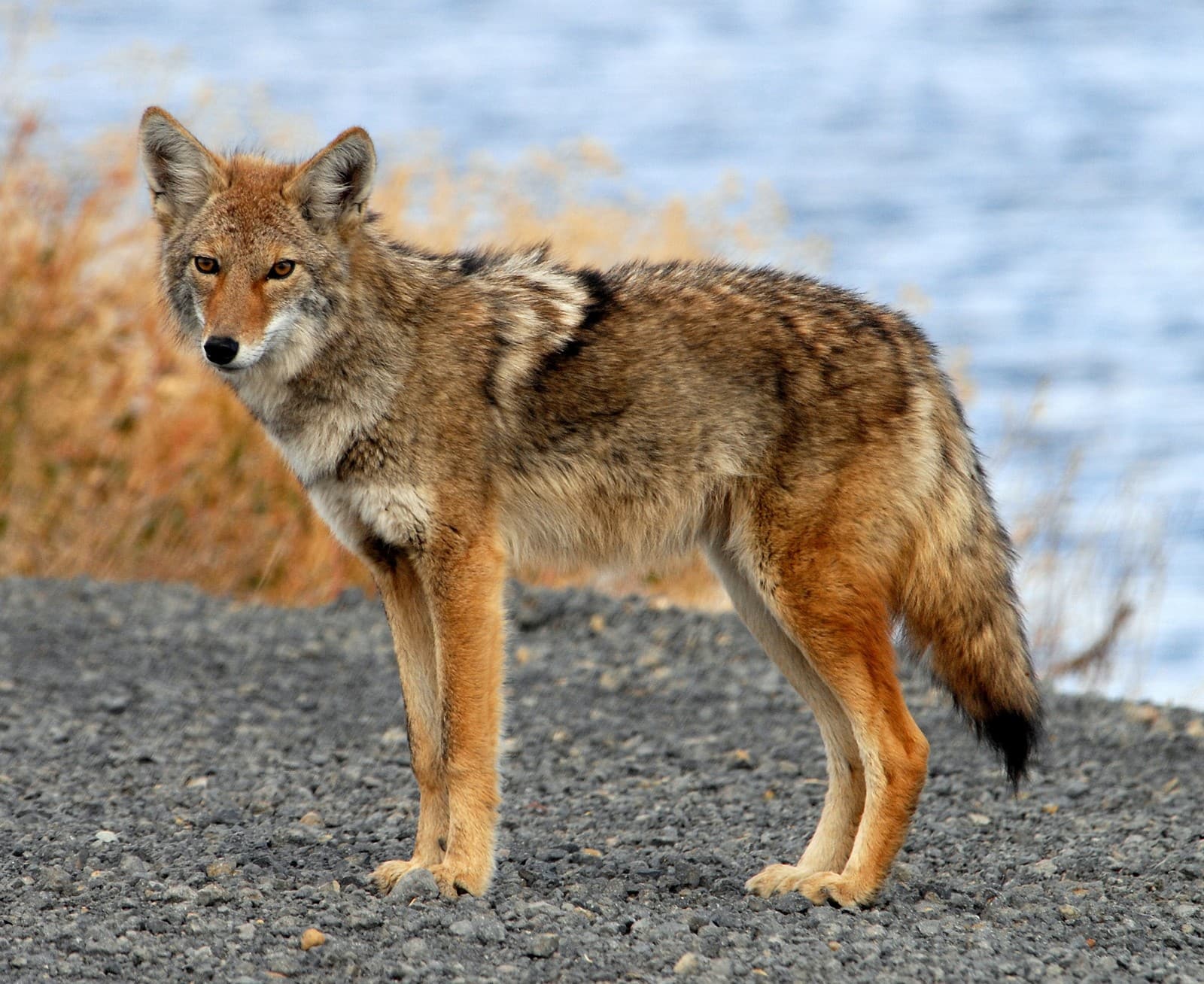 Coyote