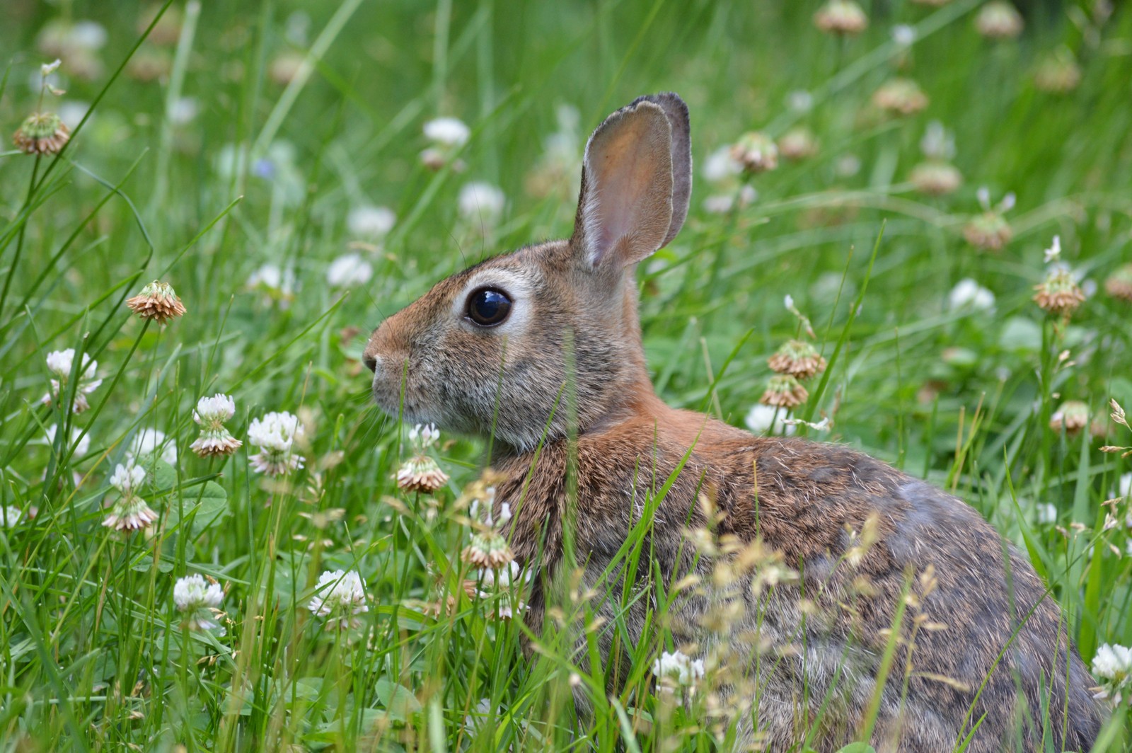 Cottontail