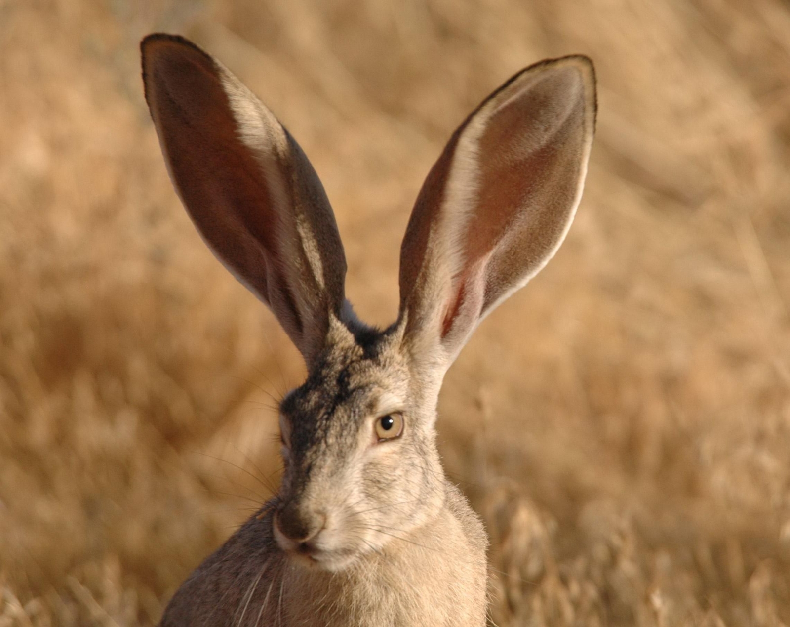 Jackrabbit