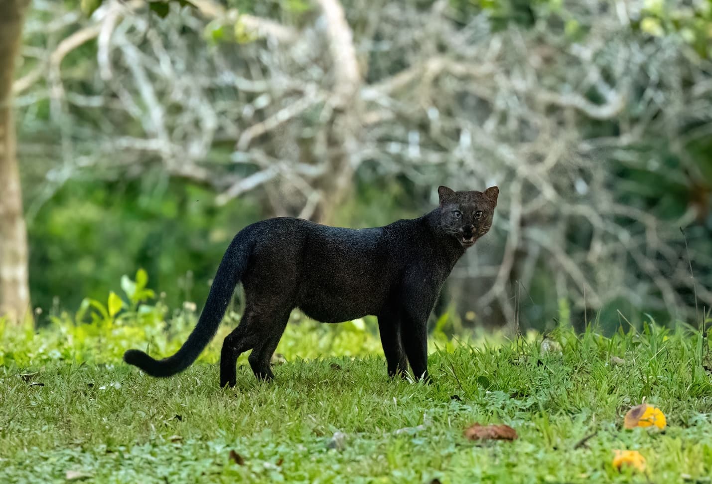 Jaguarundi