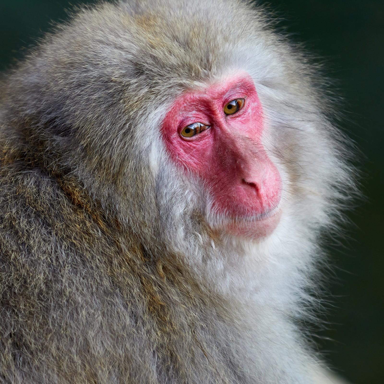 Japanese Macaque